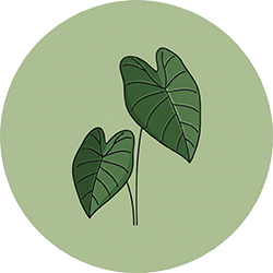 درخت بابا آدم