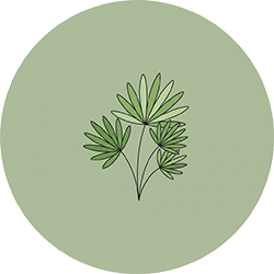 درخت شامادورا