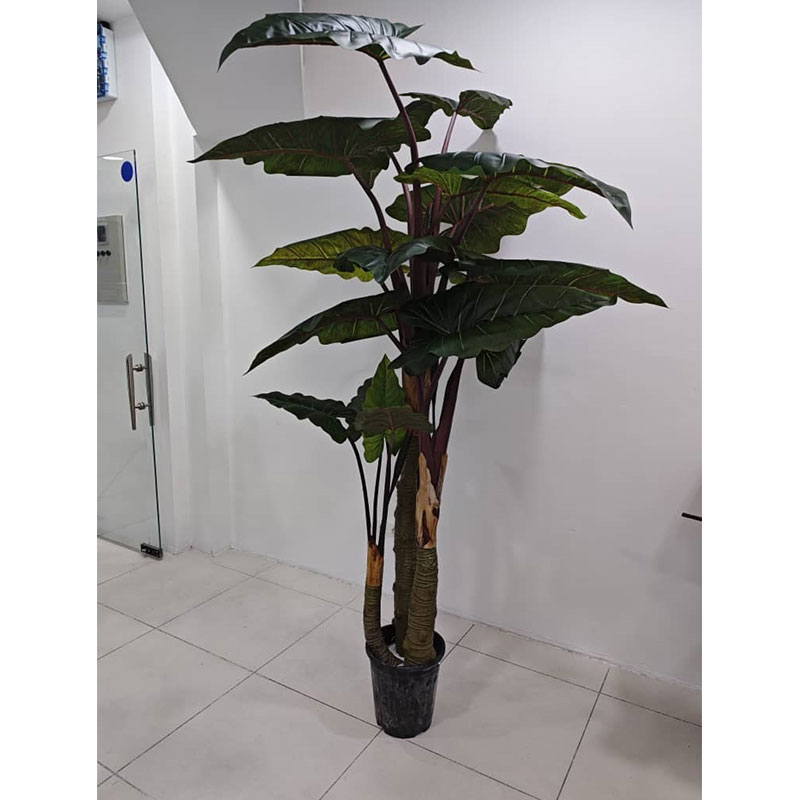 درختچه الکوزیا (بابا آدم) مصنوعی سه تنه 240 سانتی